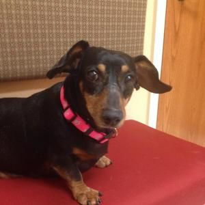 Meet your Posher, Cindy